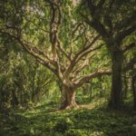 Alles wat je moet weten over boomverzorging